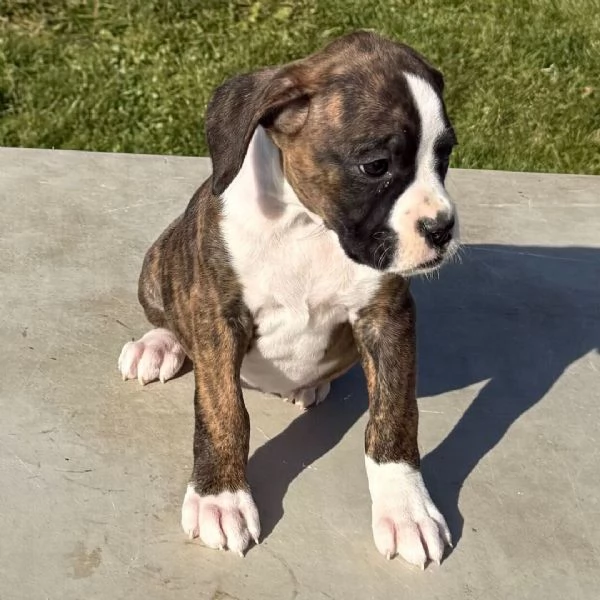 Boxers  (cuccioli maschio e femmina) | Foto 0