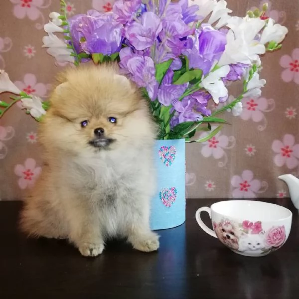 Valpino Pomeranian toy (cuccioli maschio e femmina) | Foto 2