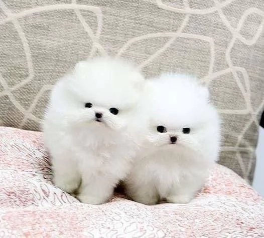 Valpino Pomeranian toy (cuccioli maschio e femmina) | Foto 1