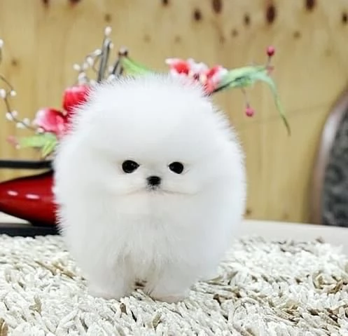 Valpino Pomeranian toy (cuccioli maschio e femmina) | Foto 0
