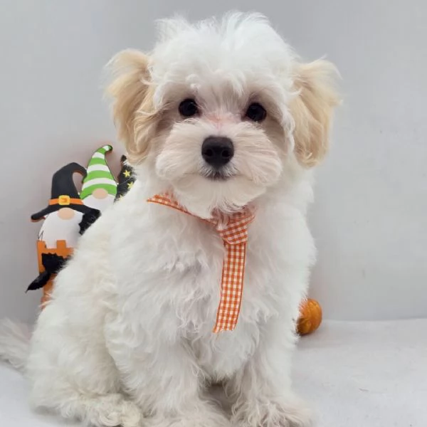  Maltipoo (cuccioli maschio e femmina) | Foto 2