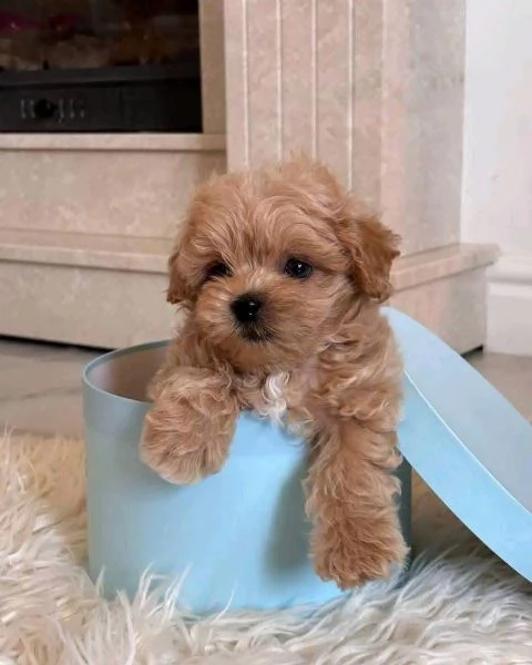  Maltipoo (cuccioli maschio e femmina) | Foto 0