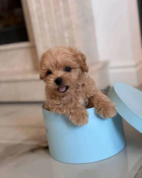  Maltipoo (cuccioli maschio e femmina)