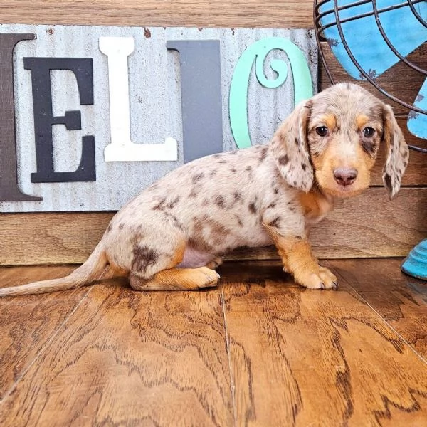 Bassotto (cuccioli maschio e femmina) | Foto 2