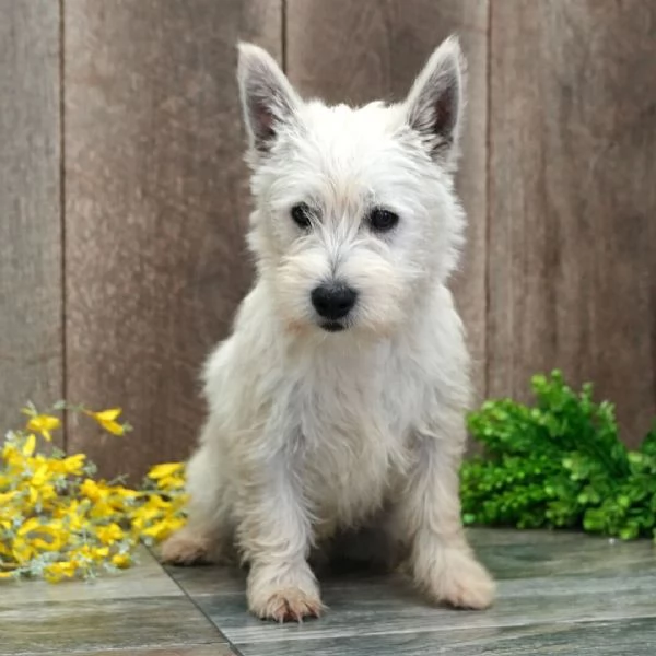 West Highland White Terrier (cuccioli maschio e femmina) | Foto 0