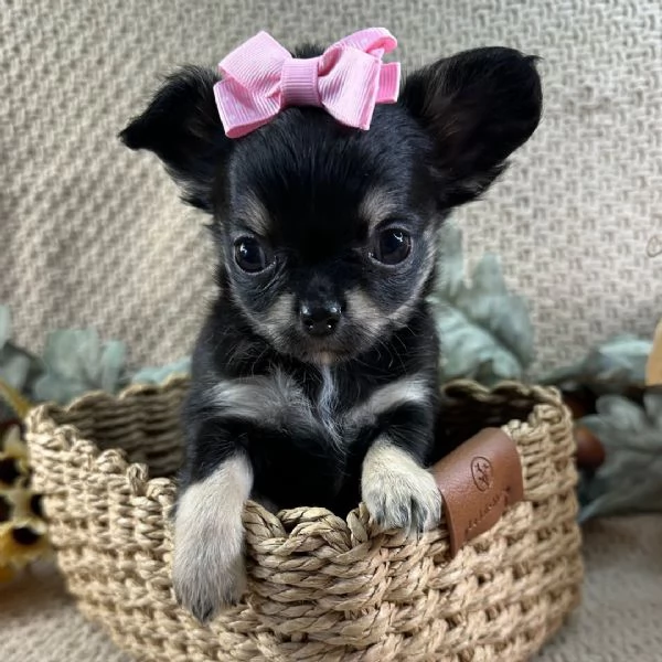 Chihuahua Toy (cuccioli maschio e femmina) | Foto 0
