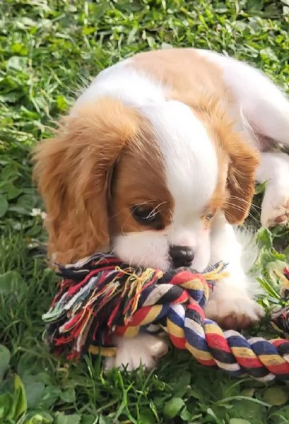 Cavalier King Charles (cuccioli maschio e femmina) | Foto 1