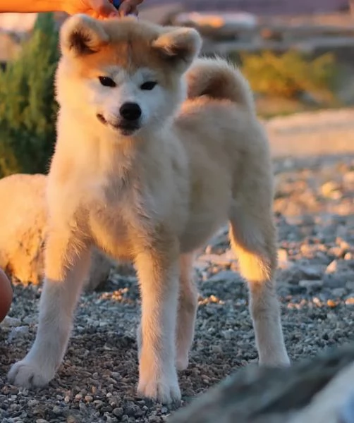 Akita inu (cuccioli maschio e femmina)