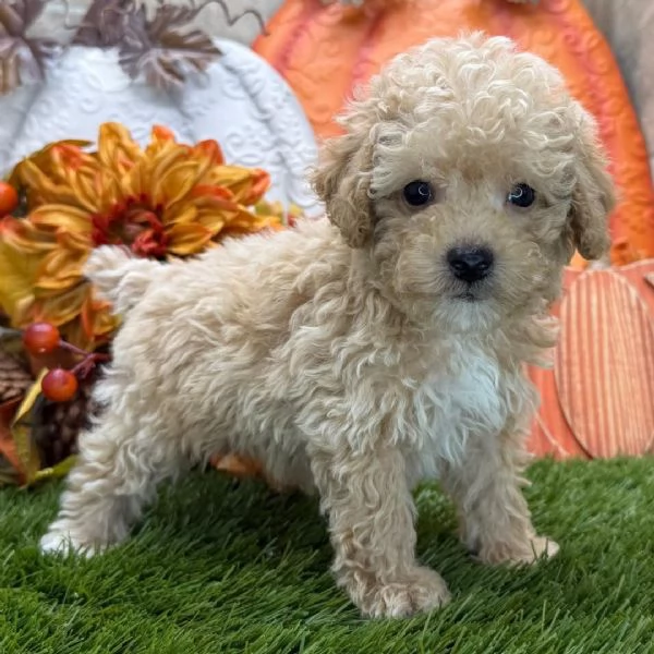 Labrador (cuccioli maschio e femmina) | Foto 8