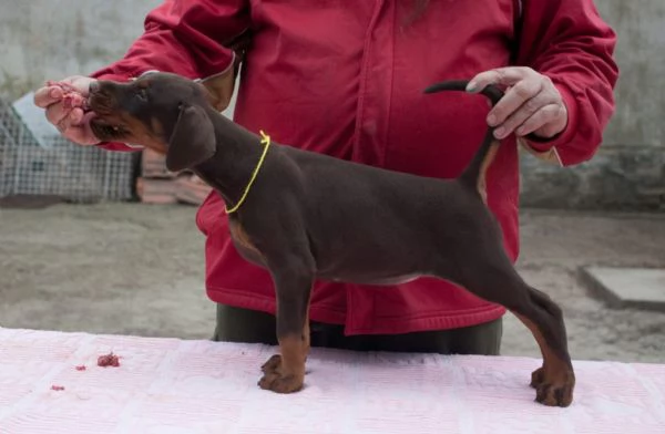Dobermann (cuccioli maschio e femmina) | Foto 1