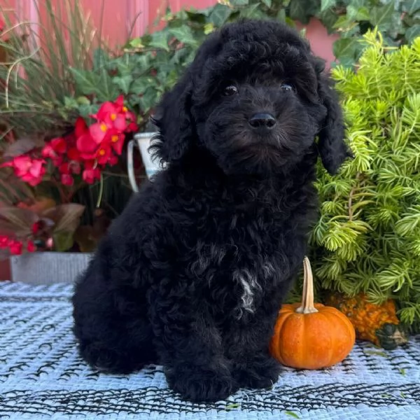 Labrador (cuccioli maschio e femmina) | Foto 0