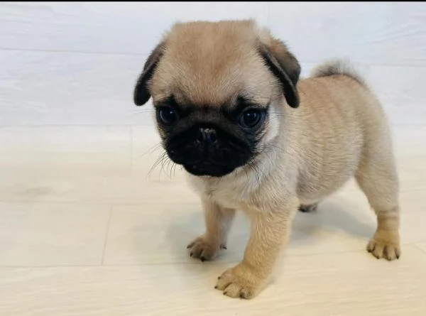 Carlino (Pug) (cuccioli maschio e femmina) | Foto 0