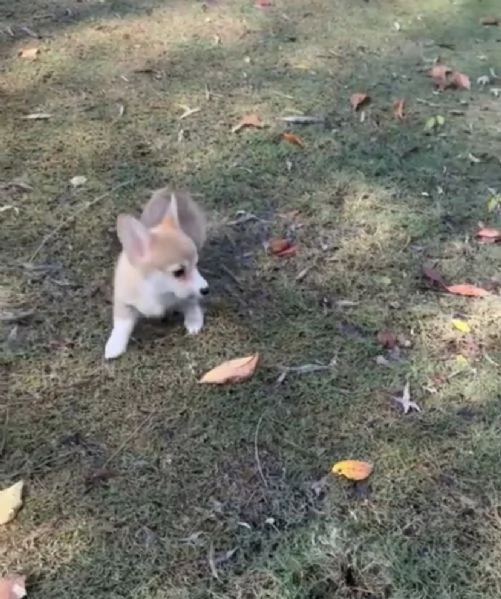 Welsh Corgi (cuccioli maschio e femmina) | Foto 1