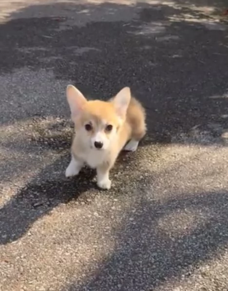Welsh Corgi (cuccioli maschio e femmina) | Foto 0