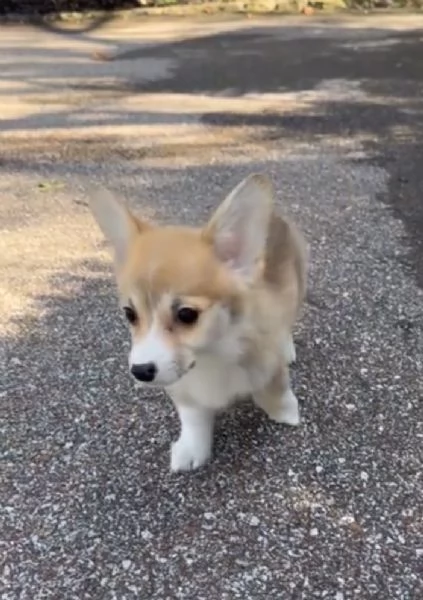 Welsh Corgi (cuccioli maschio e femmina)