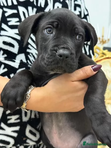 Cane Corso (cuccioli maschio e femmina)