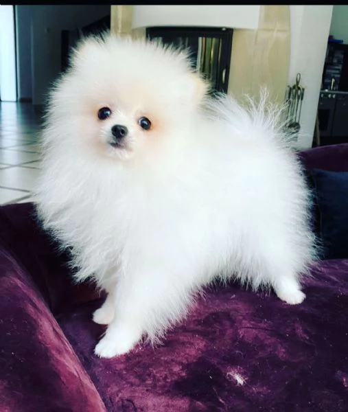 Splitz Pomeranian (cuccioli maschio e femmina) | Foto 1