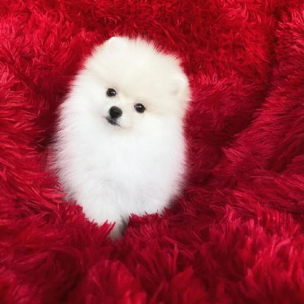 Splitz Pomeranian (cuccioli maschio e femmina)