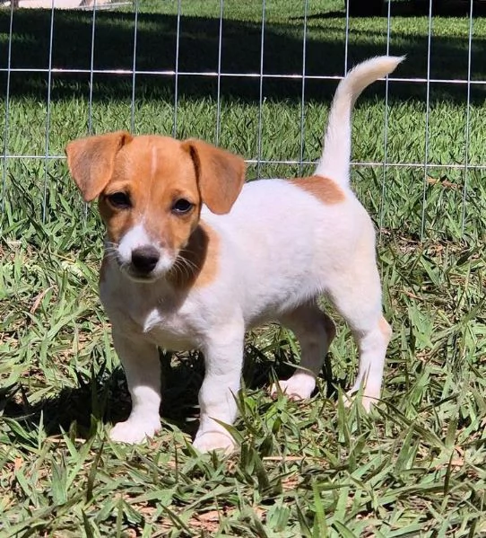 Jack Russell (cuccioli maschio e femmina) | Foto 0