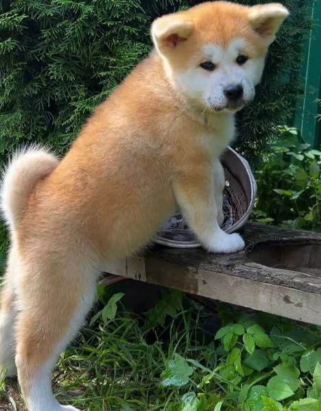 Akita inu (cuccioli maschio e femmina) | Foto 0