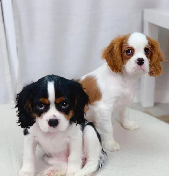Cavalier King Charles (cuccioli maschio e femmina) | Foto 0