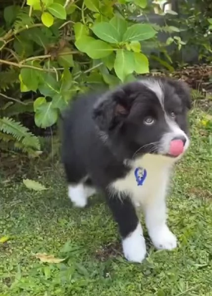 Border Collie (cuccioli maschio e femmina) | Foto 0
