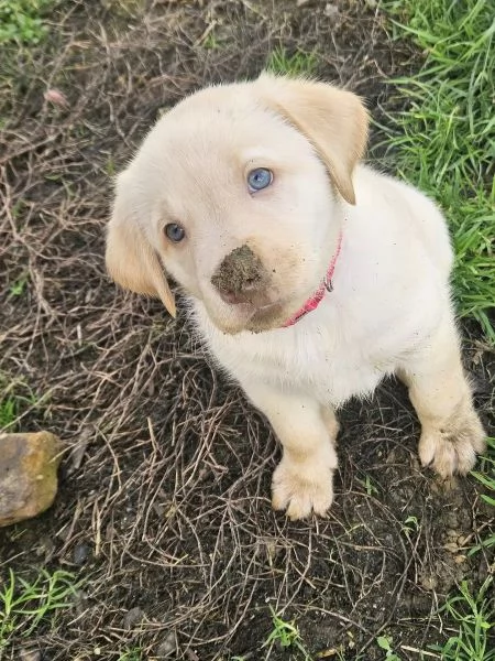 Adorabili cuccioli di Labrador giallo di razza pura cercano una casa amorevole! | Foto 4