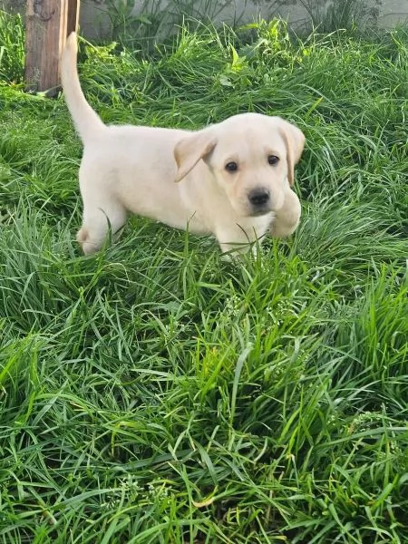 Adorabili cuccioli di Labrador giallo di razza pura cercano una casa amorevole! | Foto 3