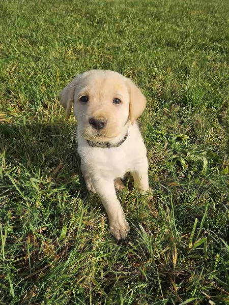 Adorabili cuccioli di Labrador giallo di razza pura cercano una casa amorevole! | Foto 1