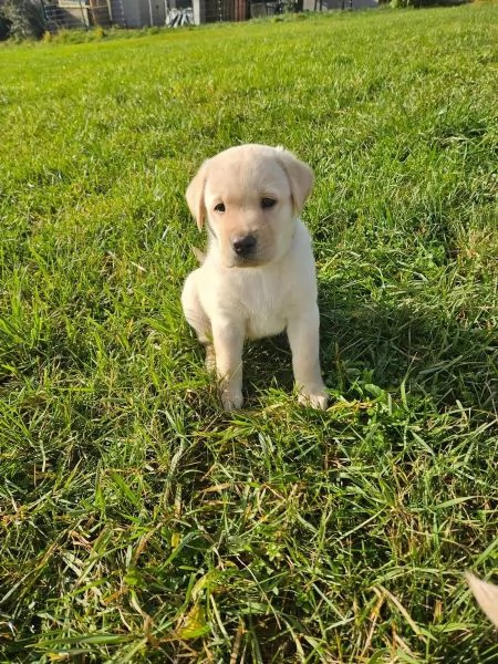 Adorabili cuccioli di Labrador giallo di razza pura cercano una casa amorevole!