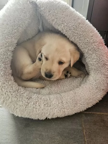 Adorabili cuccioli di Labrador giallo di razza pura cercano una casa amorevole! | Foto 0