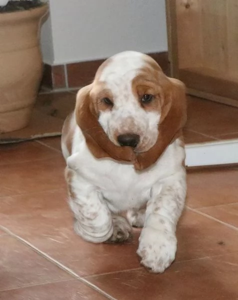 Disponibili splendidi cuccioli di Basset Hound - | Foto 2