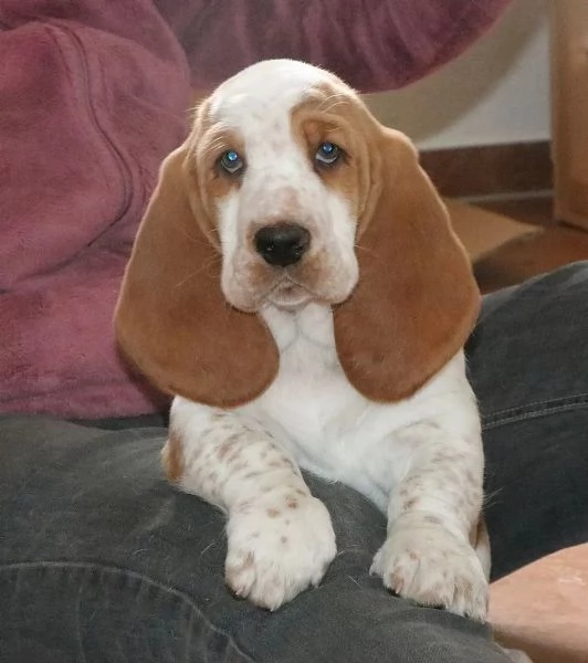 Disponibili splendidi cuccioli di Basset Hound - | Foto 0