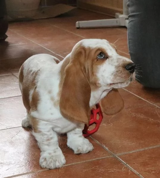 Disponibili splendidi cuccioli di Basset Hound -