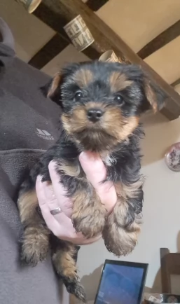 Splendidi cuccioli di Yorkshire Terrier