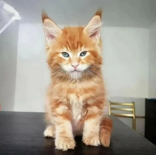 GATTINI MAINE COON   Unico!
