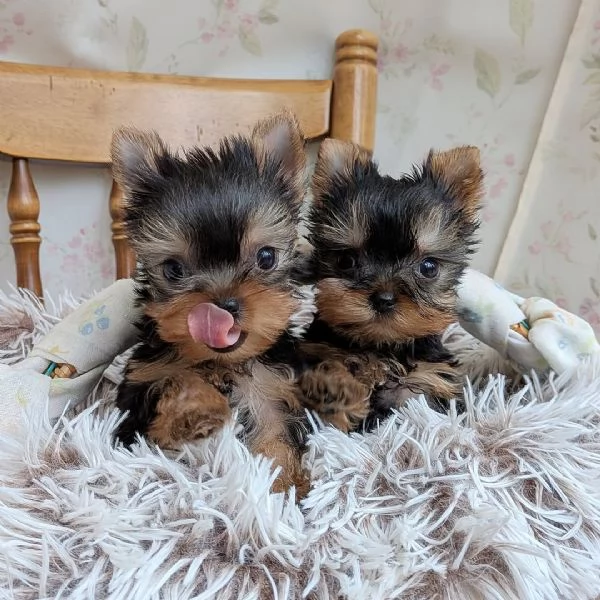Disponibile cuccioli di york shire di 75 giorni,con libretto sanitario | Foto 1