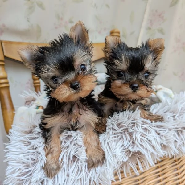 Disponibile cuccioli di york shire di 75 giorni,con libretto sanitario