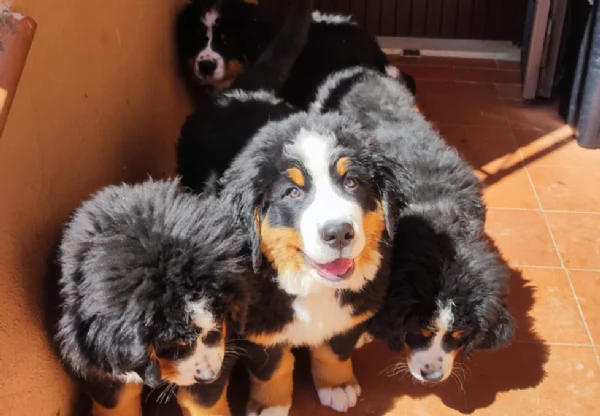 splendidi cuccioli bivaro del bernese
