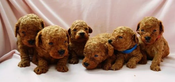 Regalo Maschio & Femmina Barboncino  per l'adozione