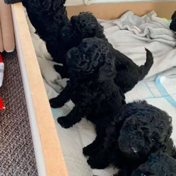 Regalo toy barboncino Disponibile— Uomini e donne