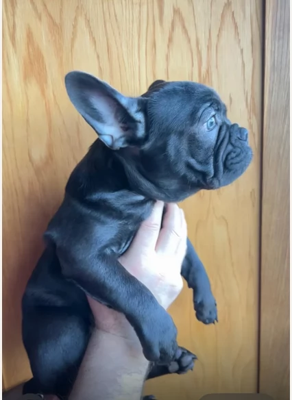Cuccioli di bulldo franceze in adozione