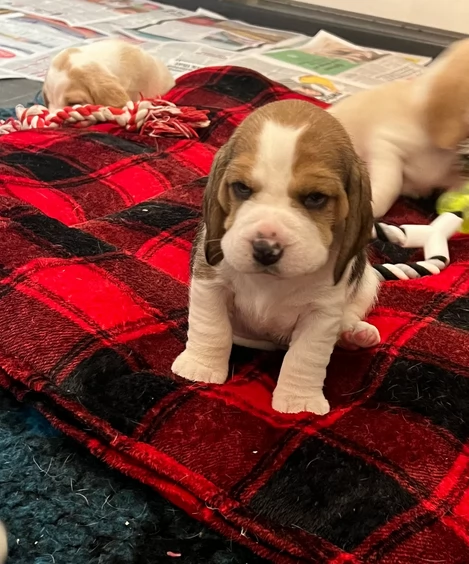 Cuccioli di biegle tricolore | Foto 1