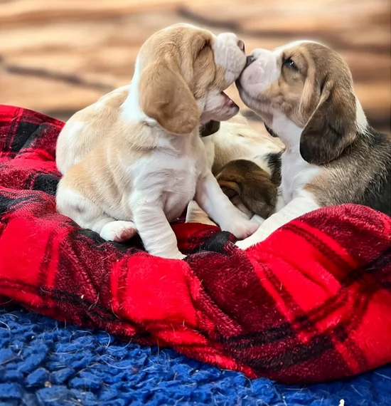 Cuccioli di biegle tricolore