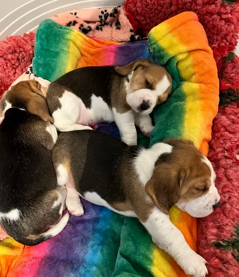 Cuccioli di biegle tricolore | Foto 0