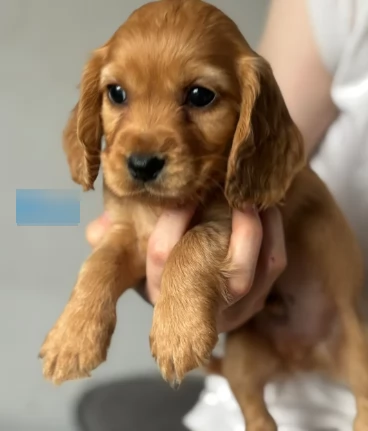 Bellissimi cuccioli di Cocker Spaniel