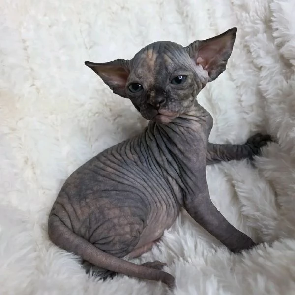 Gattini Sphynx (maschi e femmine) | Foto 0