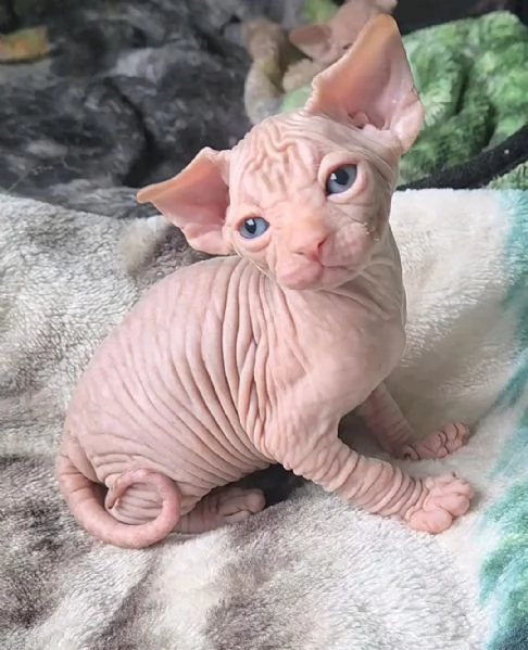 Gattini Sphynx (maschi e femmine)