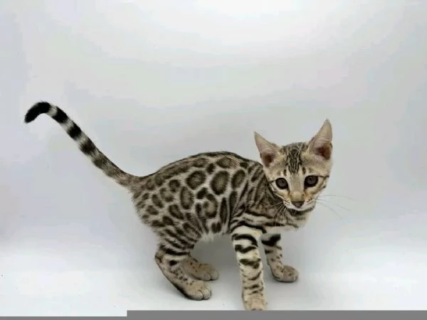 Gattini Bengala (maschi e femmine)