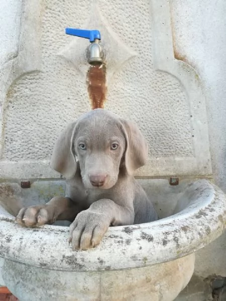 Weimaraner cuccioli  | Foto 6